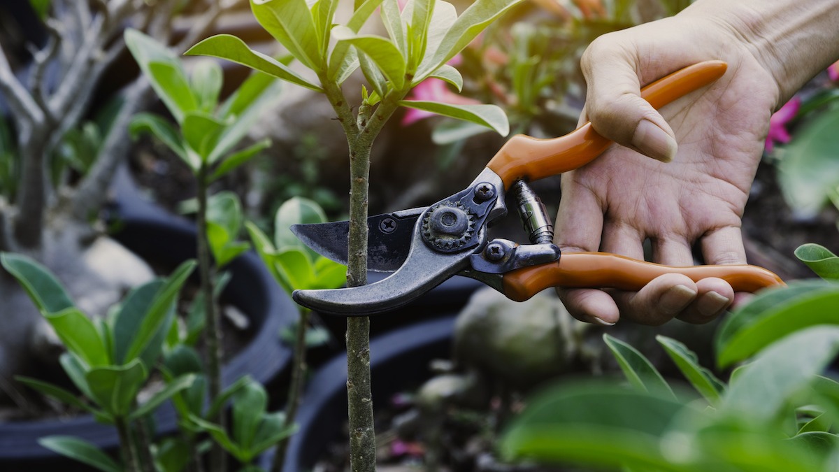 راهنمای خرید قیچی باغبانی